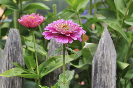 Zinnien vor Holzzaun