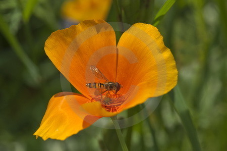 Goldmohn