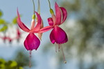 Fuchsienblueten