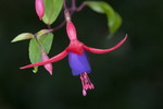 Fuchsienbluete