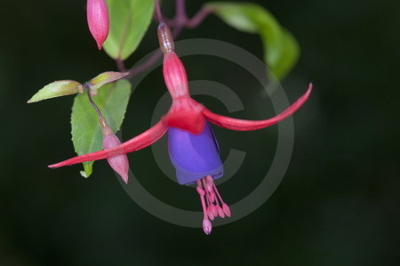 Fuchsienbluete