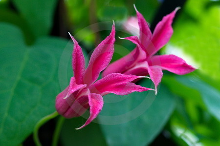 Clematis, rot