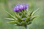 Mariendistel