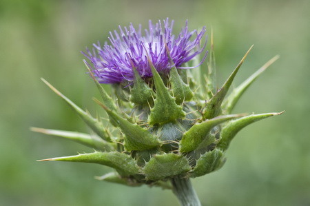 Mariendistel