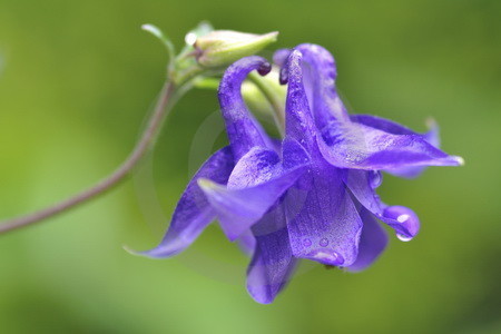 Akeleiblueten