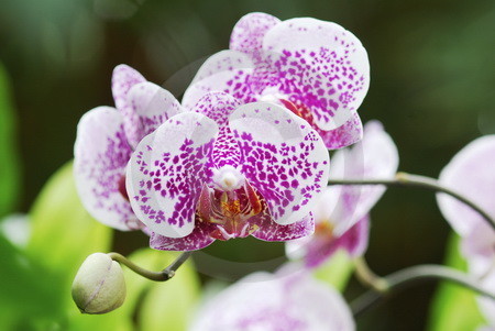 Phalaenopsis