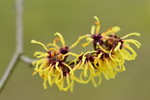 Zaubernuss 'Primavera'