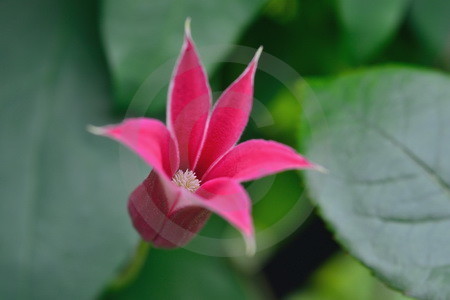 Clematis, rot