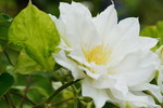 Weisse Clematis 'Arctic Queen'