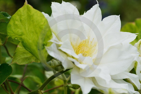 Weisse Clematis 'Arctic Queen'