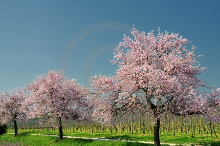 Mandelblüte an der Deutschen Weinstrasse