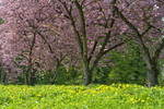 Blühende Nelkenkirschen am Niederrhein