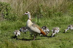 Nilgans