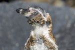 Humboldtpinguin