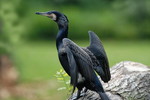 Kormoran