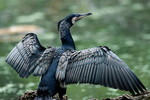 Kormoran