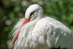 Weissstorch