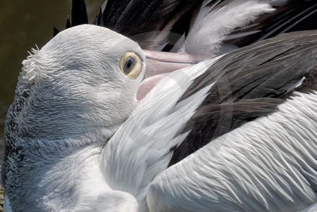 Ruhender Brillenpelikan (Pelecanus conspicillatus)