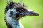 Emu