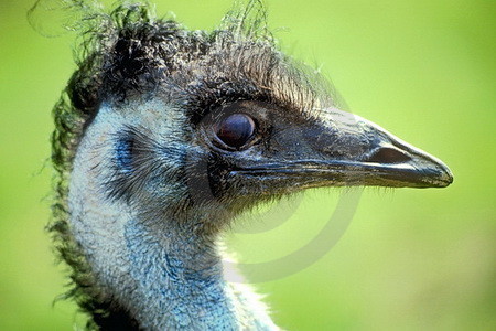 Emu