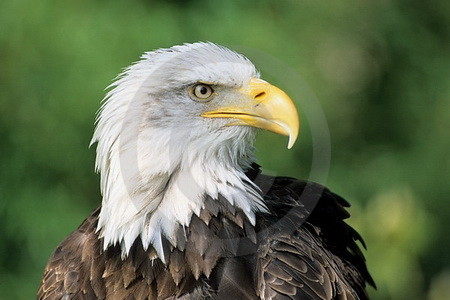 Weisskopfseeadler