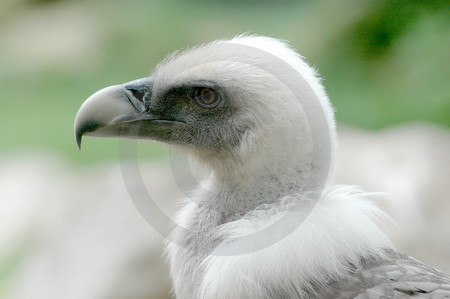 Gaensegeier, Jungvogel