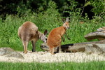 Zwei Rote Riesenkaengurus