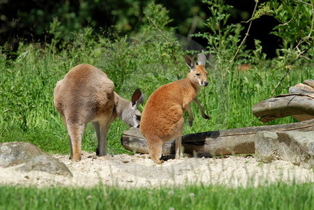 Zwei Rote Riesenkaengurus