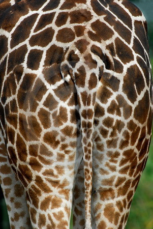 Nubische Giraffe (Giraffa camelopardalis)