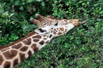 Nubische Giraffe