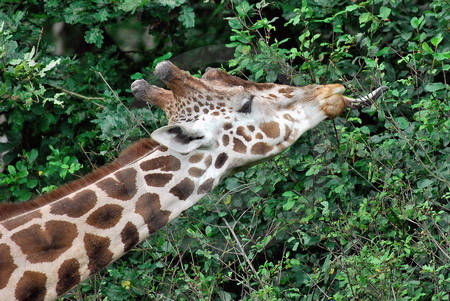 Nubische Giraffe