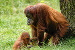 Orang-Utan-Weibchen mit Kind