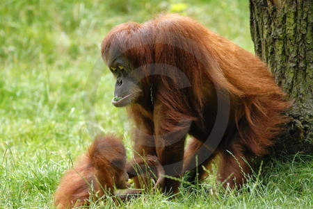 Orang-Utan-Weibchen mit Kind