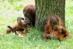 Orang-Utan-Weibchen mit Kind