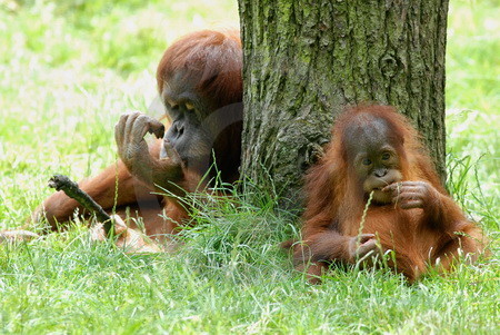 Orang-Utan-Weibchen mit Kind