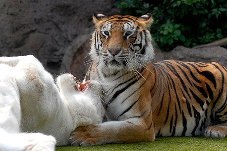 Bengal-Tiger