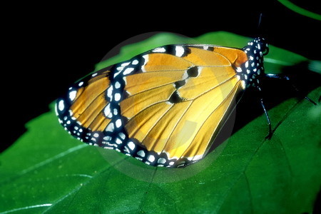 Monarch-Falter