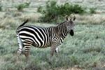 Steppenzebra