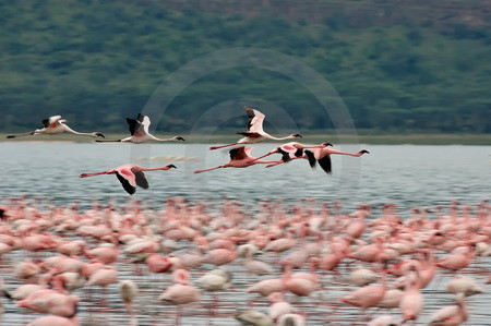 Flamingos im Flug