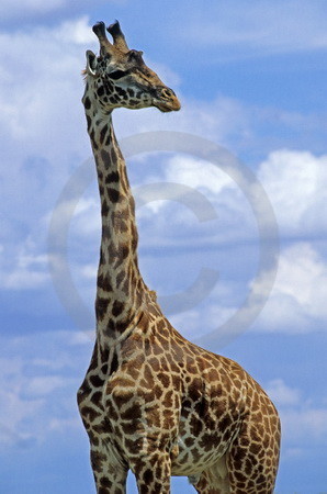 Massai-Giraffe