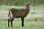 Wasserbock