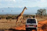 Masai-Giraffe