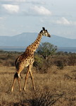 Masai Giraffe