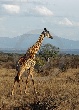 Masai Giraffe