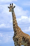 Massai-Giraffe