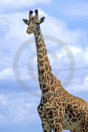 Massai-Giraffe