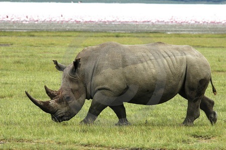 Breitmaulnashorn