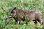 Warzenschwein