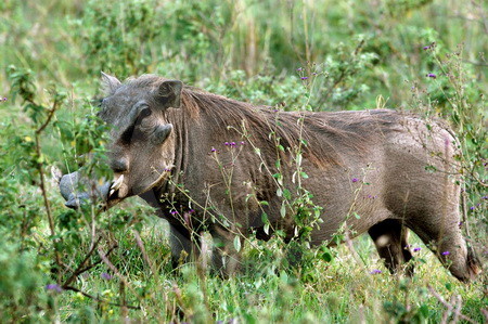 Warzenschwein