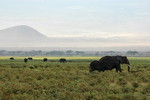 Elefanten im Nationalpark Amboseli